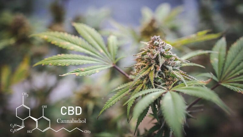 CBD, cannabidiol… On en entend parler partout.