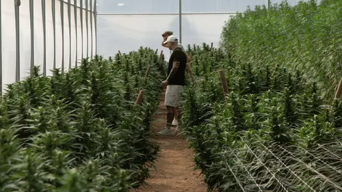 Morgan, fondateur de Canebiera, Culture bio Greenhouse en Provence