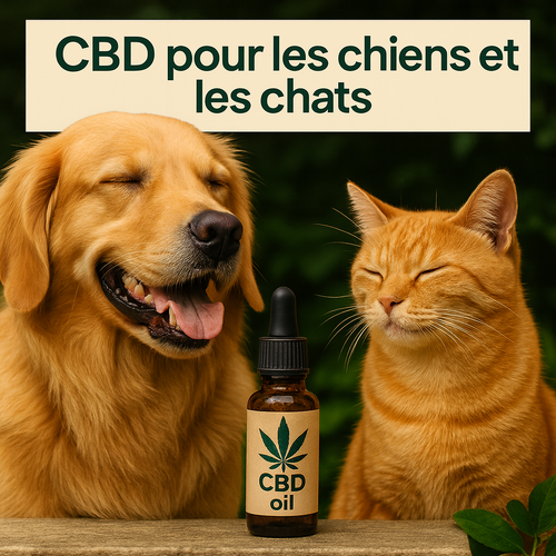 Chien et chat côte à côte avec une huile de CBD pour animaux - bien-être et sérénité naturelle